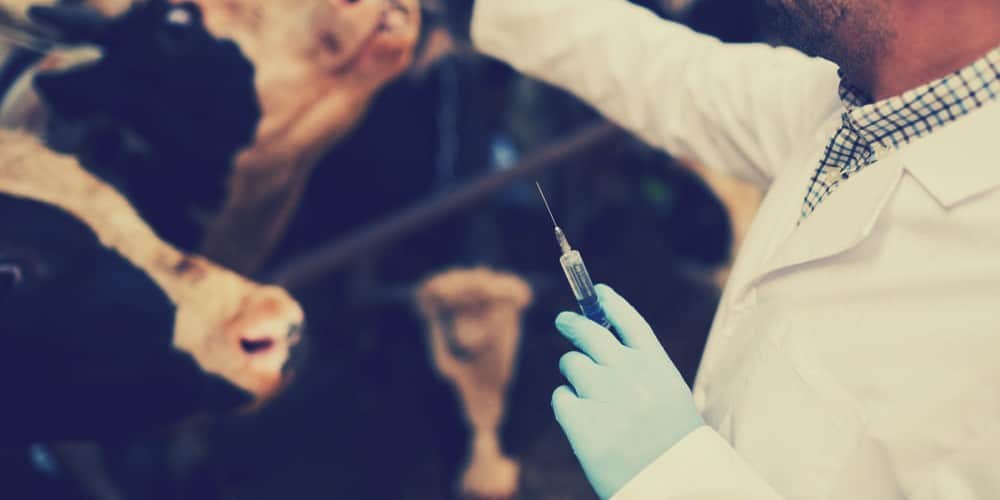 Cow mRNA Vaccine